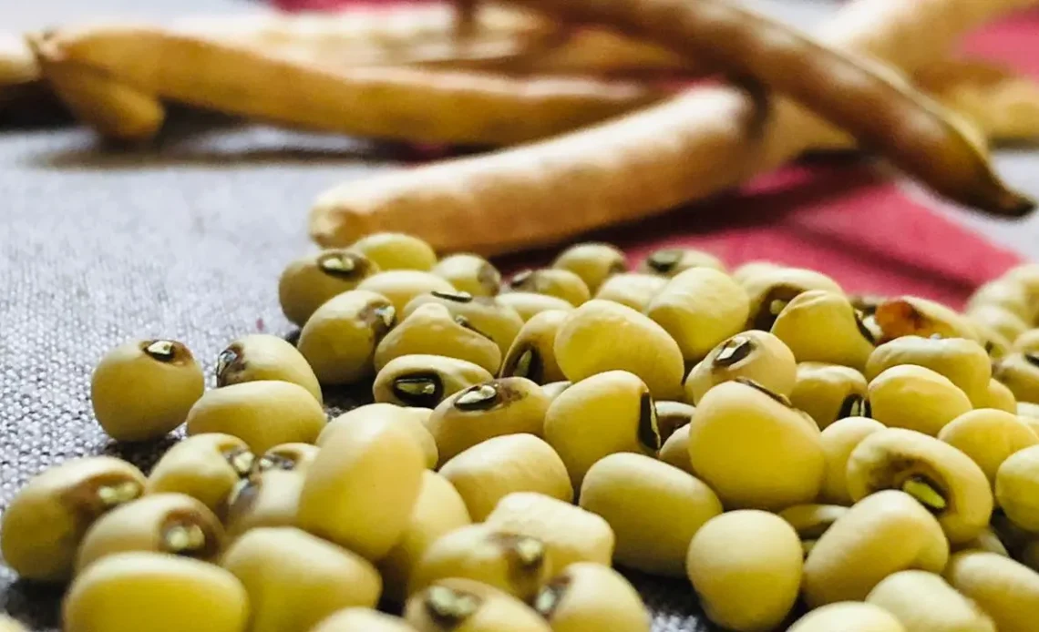 Benefits of Cowpeas + Nutrition, Uses & How to Grow at Home