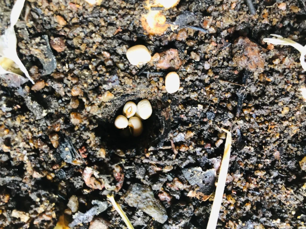 Different Ways to Grow Cowpeas