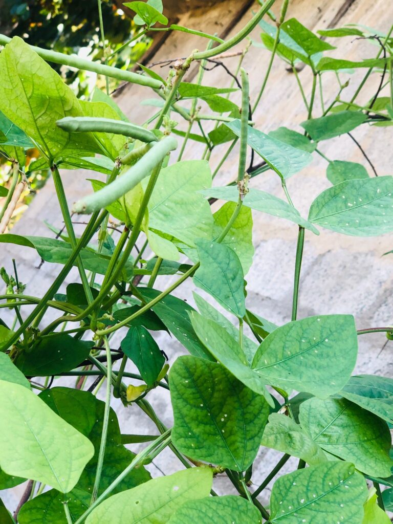 fresh green kawpi pods growing on plant in garden