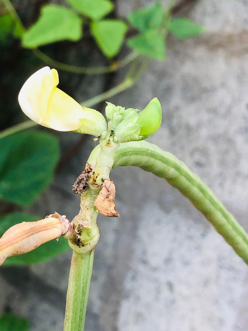 cowpea flower stage before pod formation