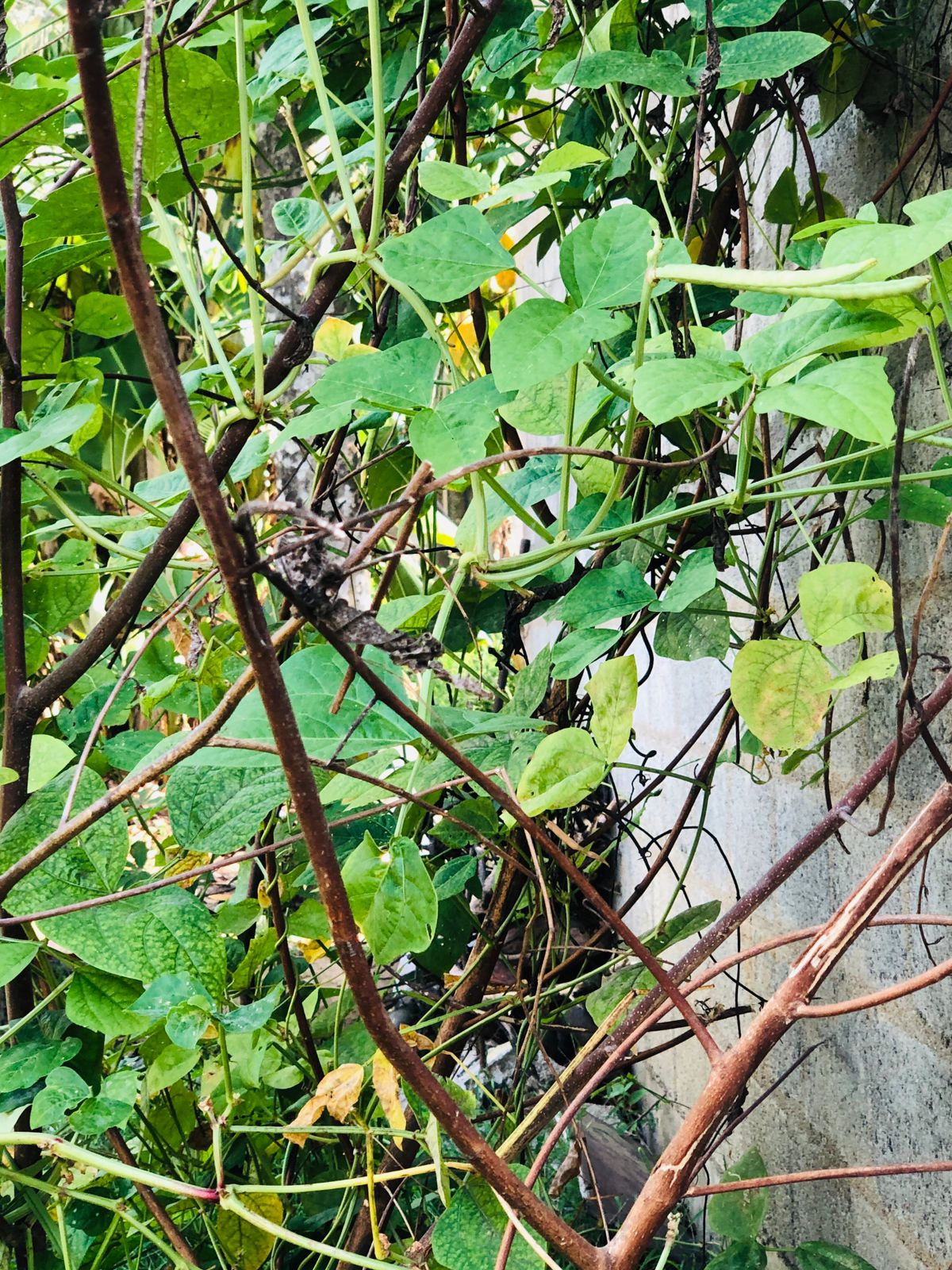 cowpea pods growing on plant