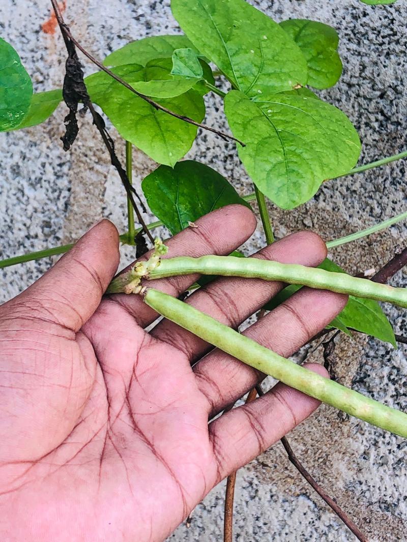 fresh cowpea pods harvested from home garden