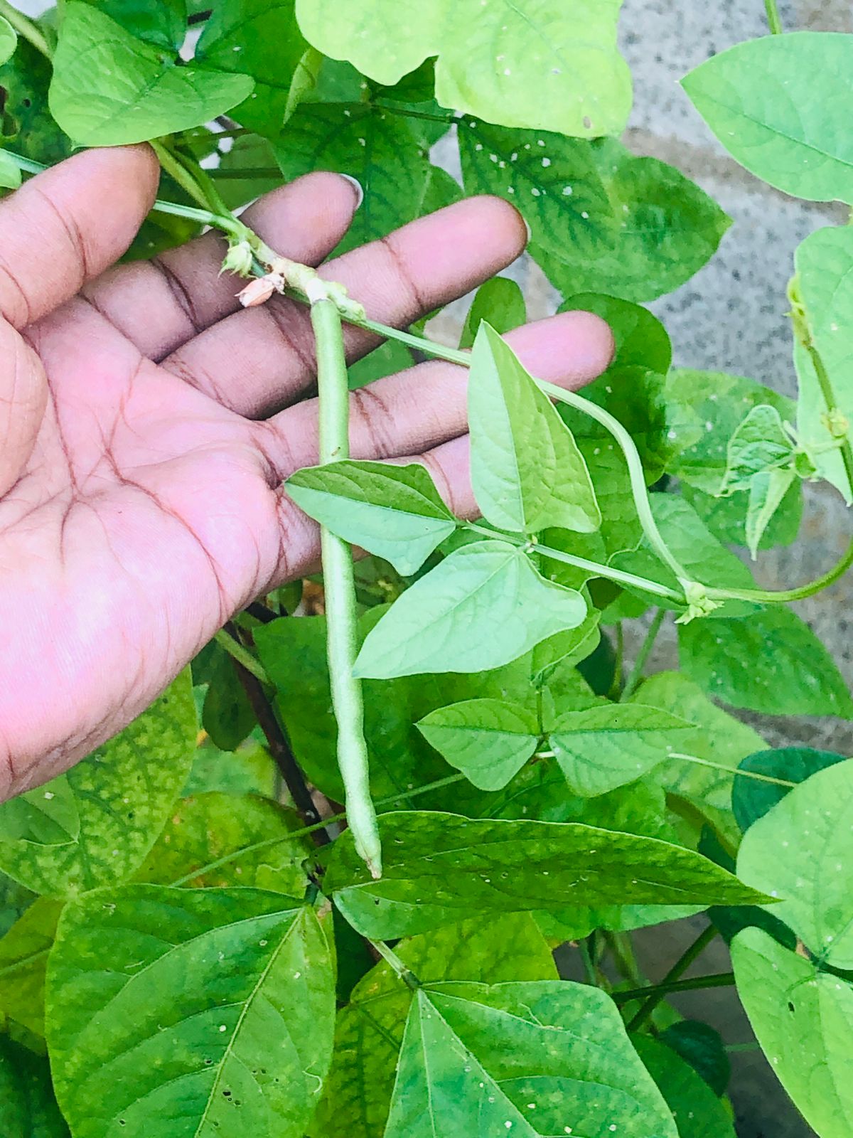 cowpea plant with flowers