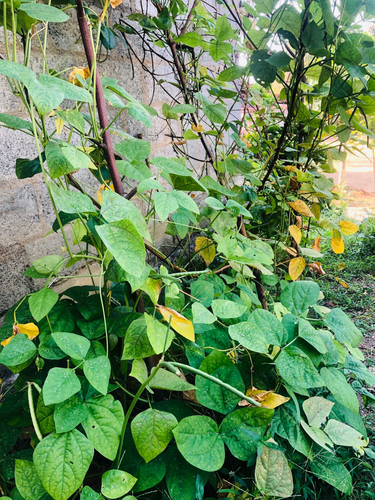 fresh cowpea harvest from garden