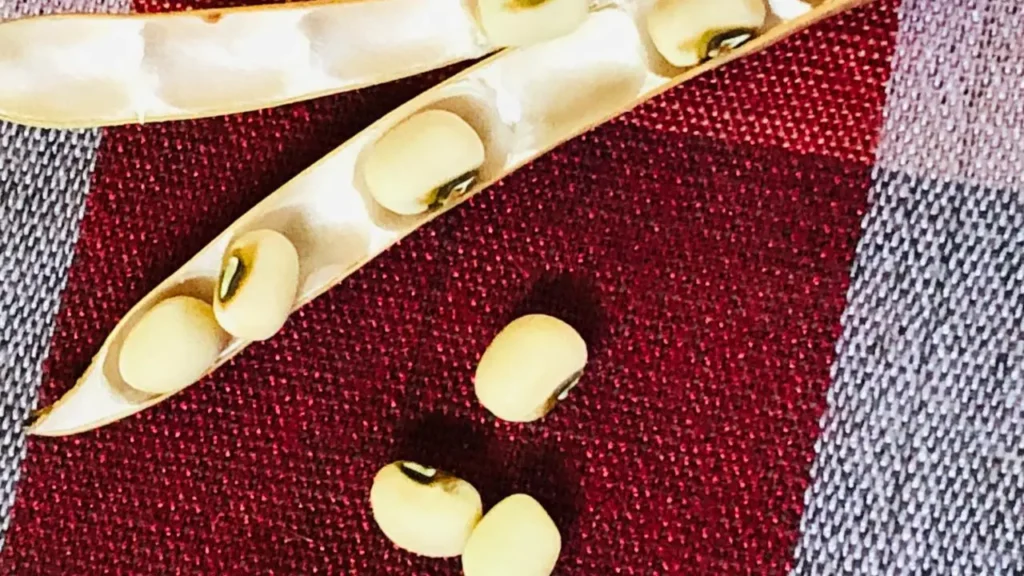 Benefits of Cowpeas + Nutrition, Uses & How to Grow at Home
