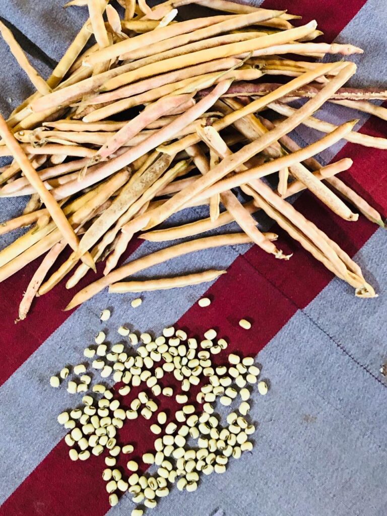 mature cowpea pods ready to harvest from a home garden
