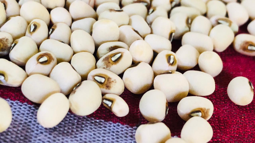 Benefits of Cowpeas + Nutrition, Uses & How to Grow at Home